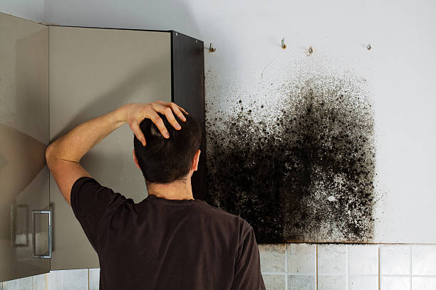 Best Mold Damage Repair  in Wilkinson Heights, SC